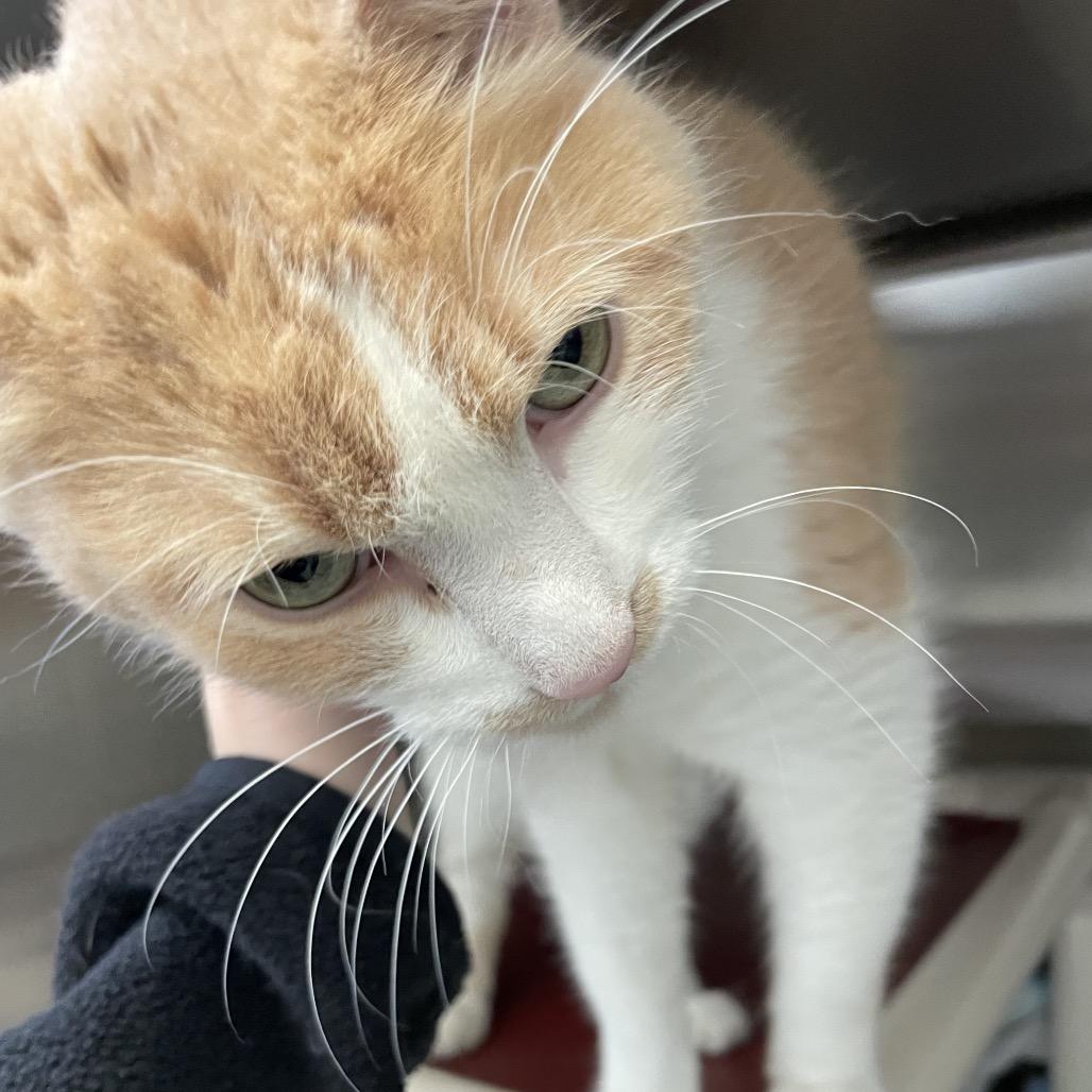 Enlarge Fidget, a Adoptable Domestic Medium Hair in Enfield, NH image 2/5