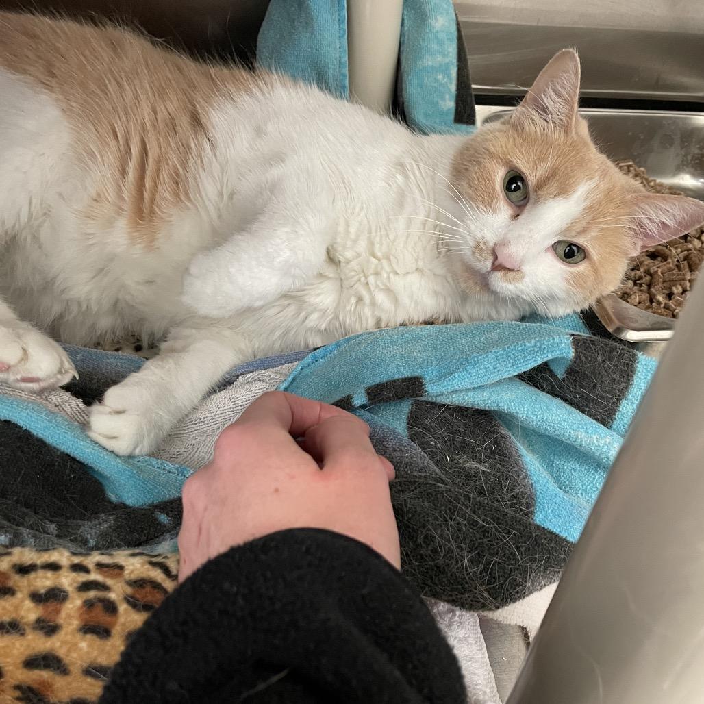 Enlarge Fidget, a Adoptable Domestic Medium Hair in Enfield, NH image 3/5