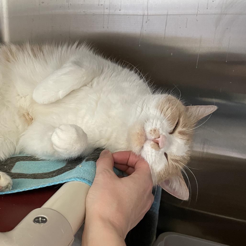 Enlarge Fidget, a Adoptable Domestic Medium Hair in Enfield, NH image 4/5