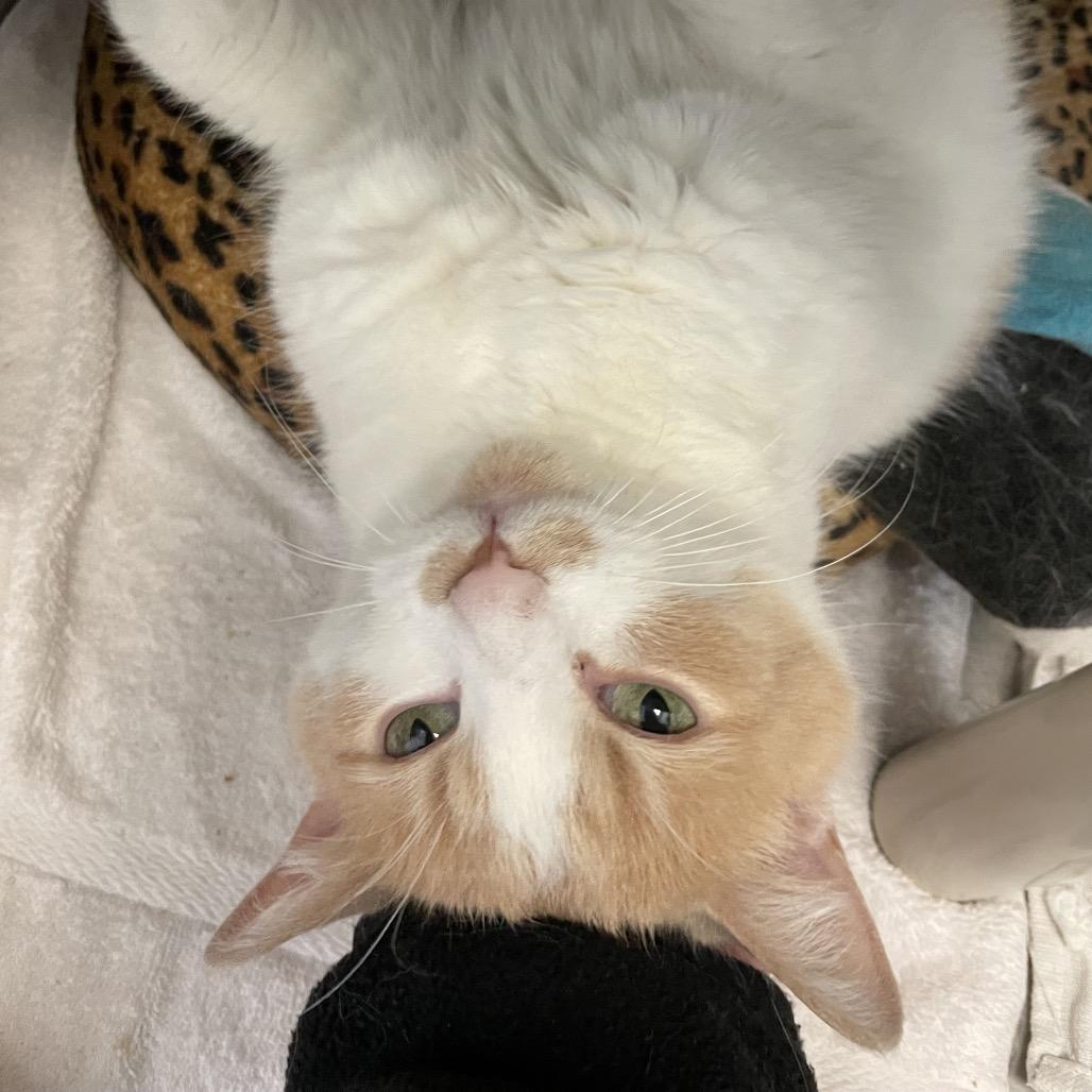 Enlarge Fidget, a Adoptable Domestic Medium Hair in Enfield, NH image 5/5