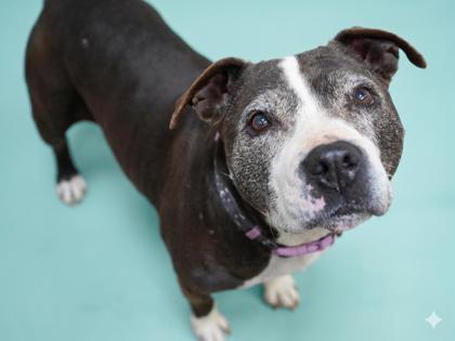 Enlarge Apache~ SWEET SENIOR!, a Adoptable mixed breed in Bowling Green, KY image 1/1