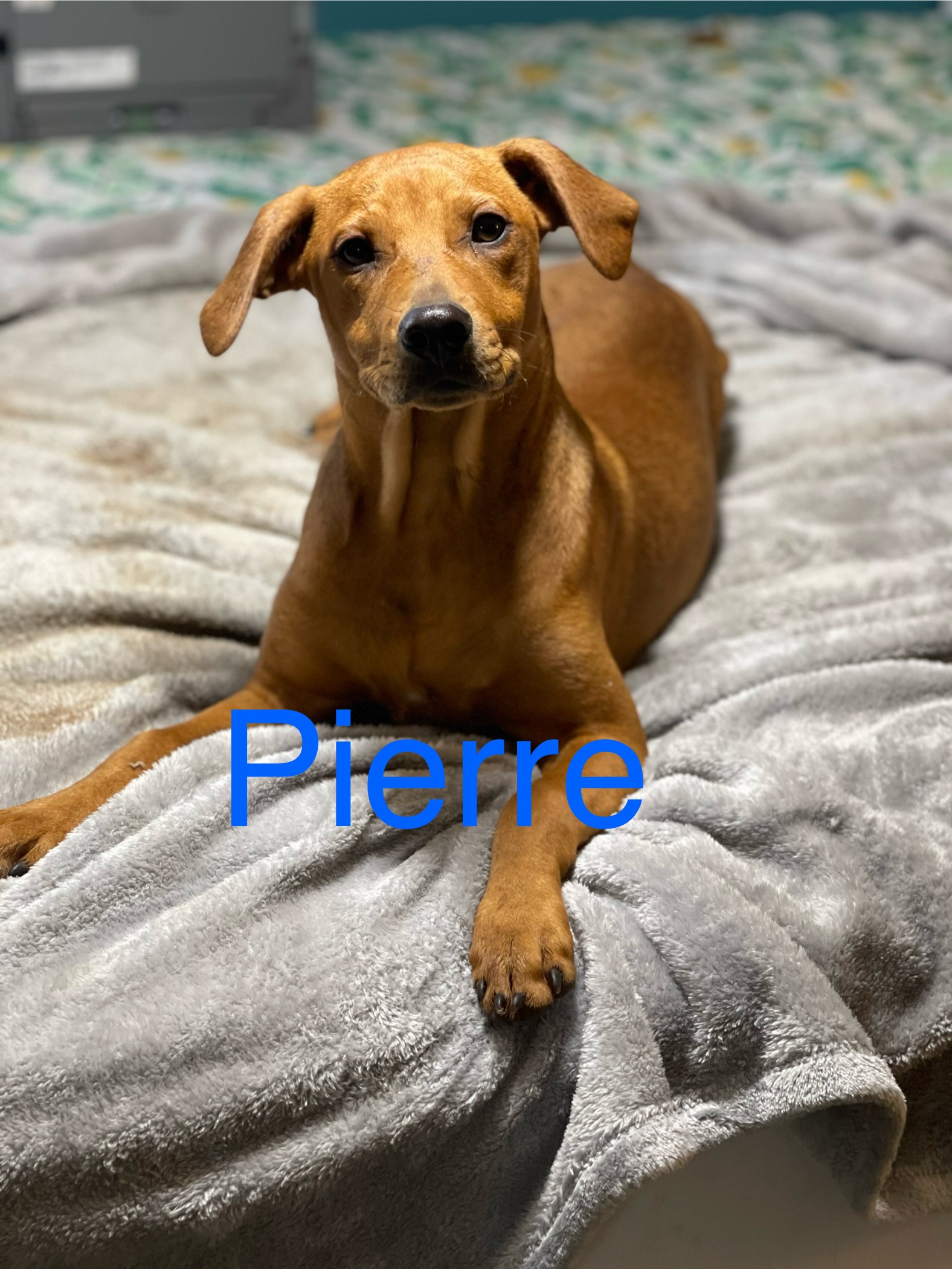 Pierre