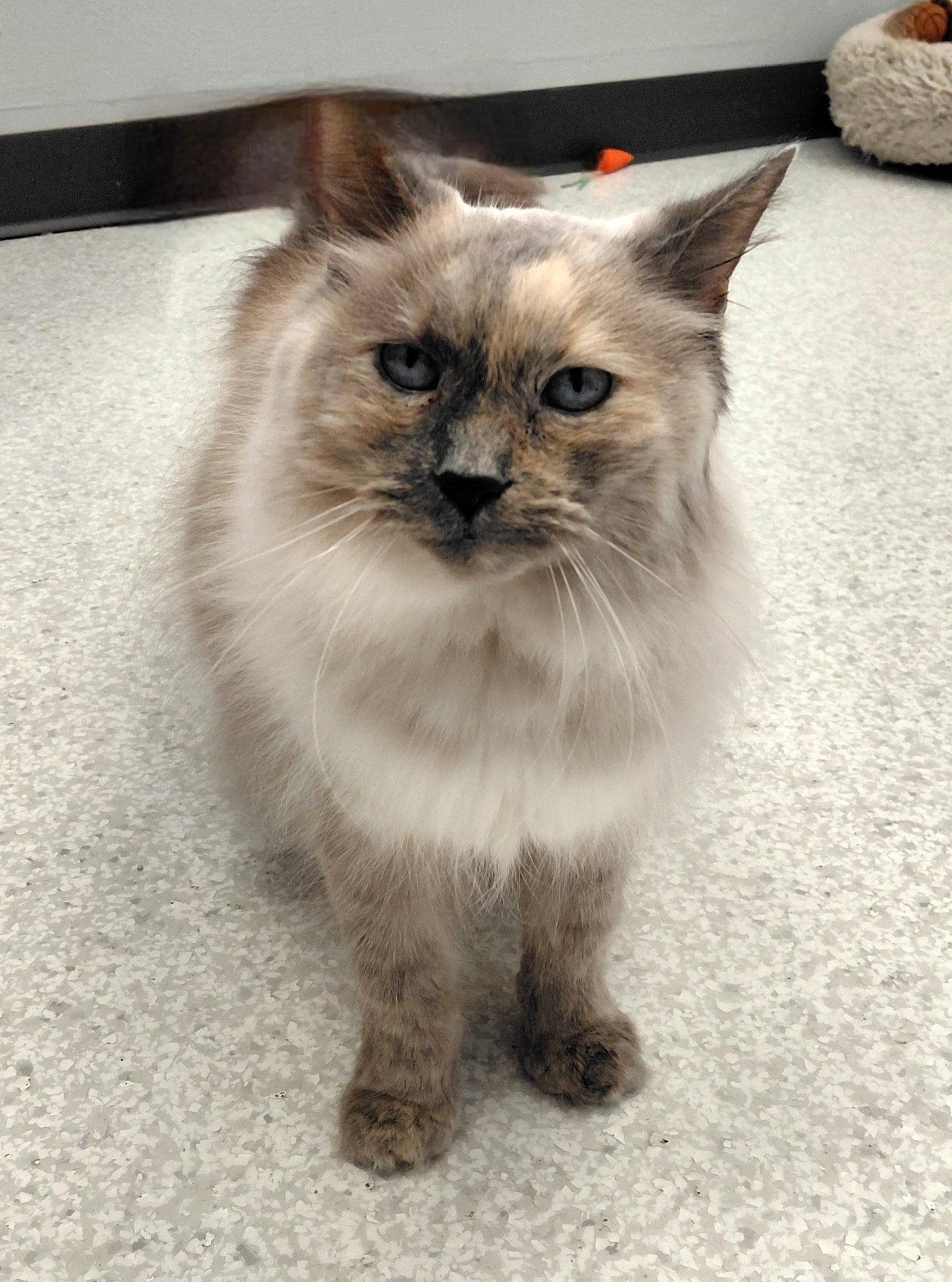 Louise @ The Cat's Brew, a Adopted Domestic Long Hair in Montello, WI image 1/3