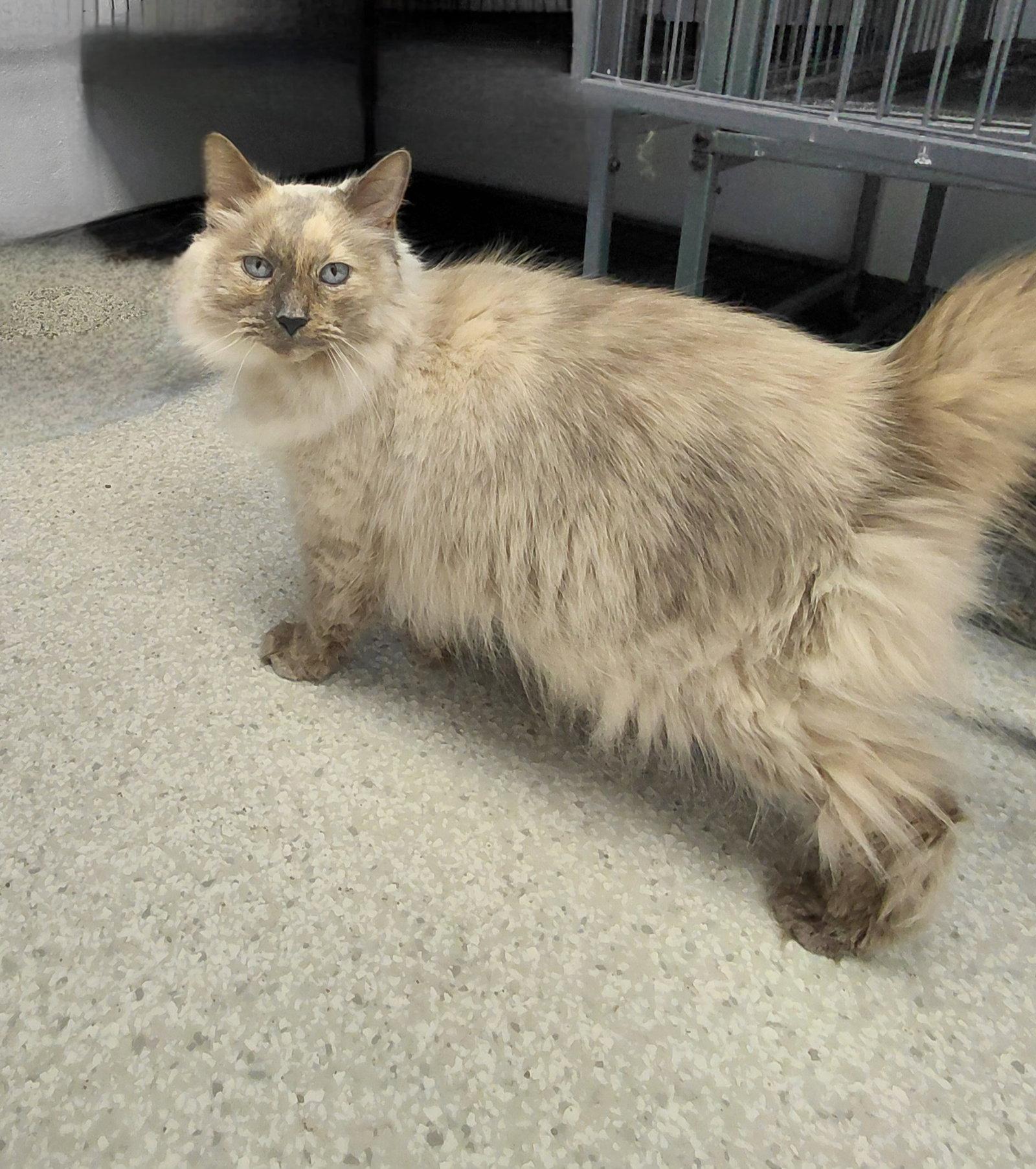 Louise @ The Cat's Brew, a Adopted Domestic Long Hair in Montello, WI image 2/3