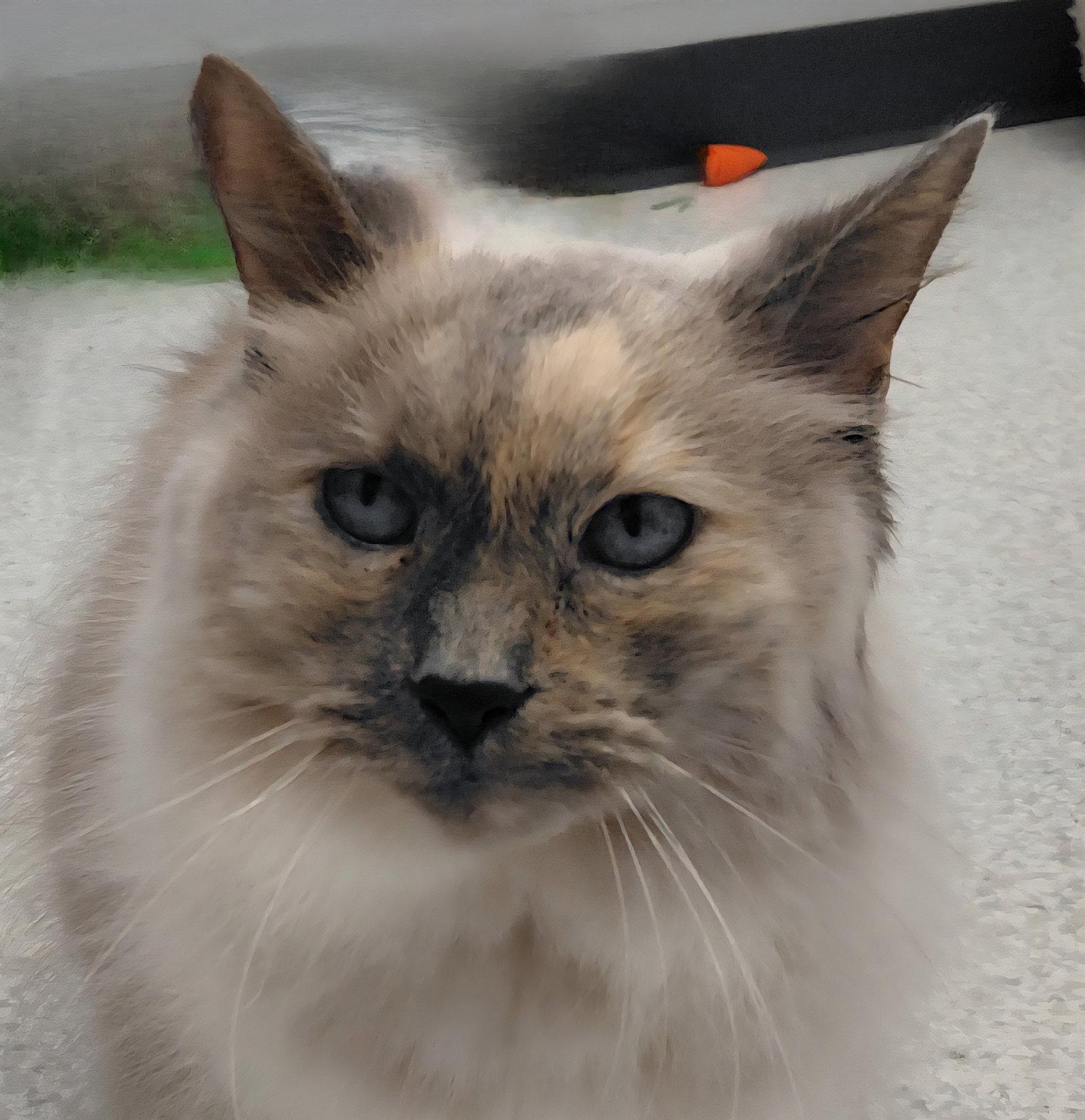 Louise @ The Cat's Brew, a Adopted Domestic Long Hair in Montello, WI image 3/3