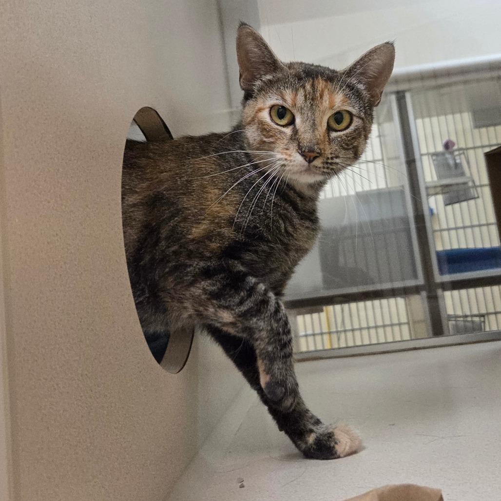 Friday, Adoptable, Young Female Domestic Short Hair.