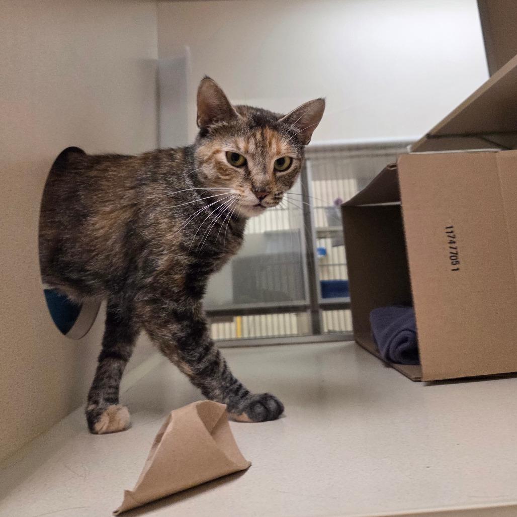 Enlarge Friday, a Adoptable Domestic Short Hair in Ballston Spa, NY image 2/6