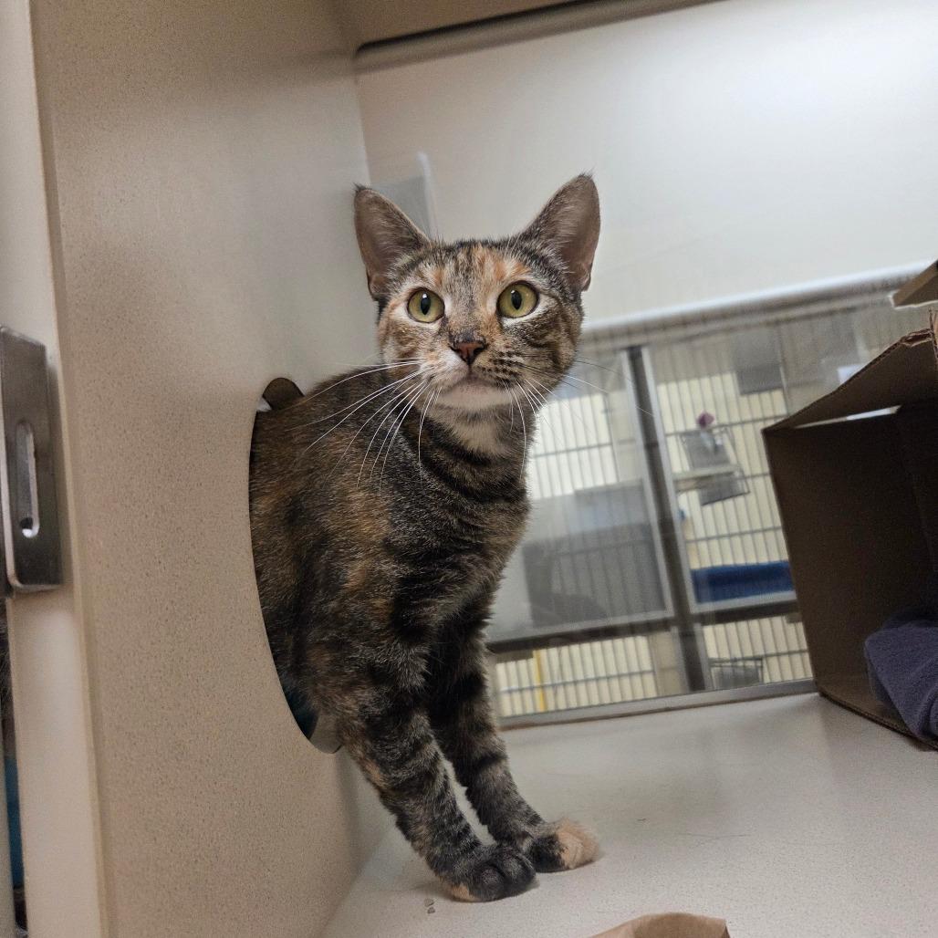 Enlarge Friday, a Adoptable Domestic Short Hair in Ballston Spa, NY image 3/6