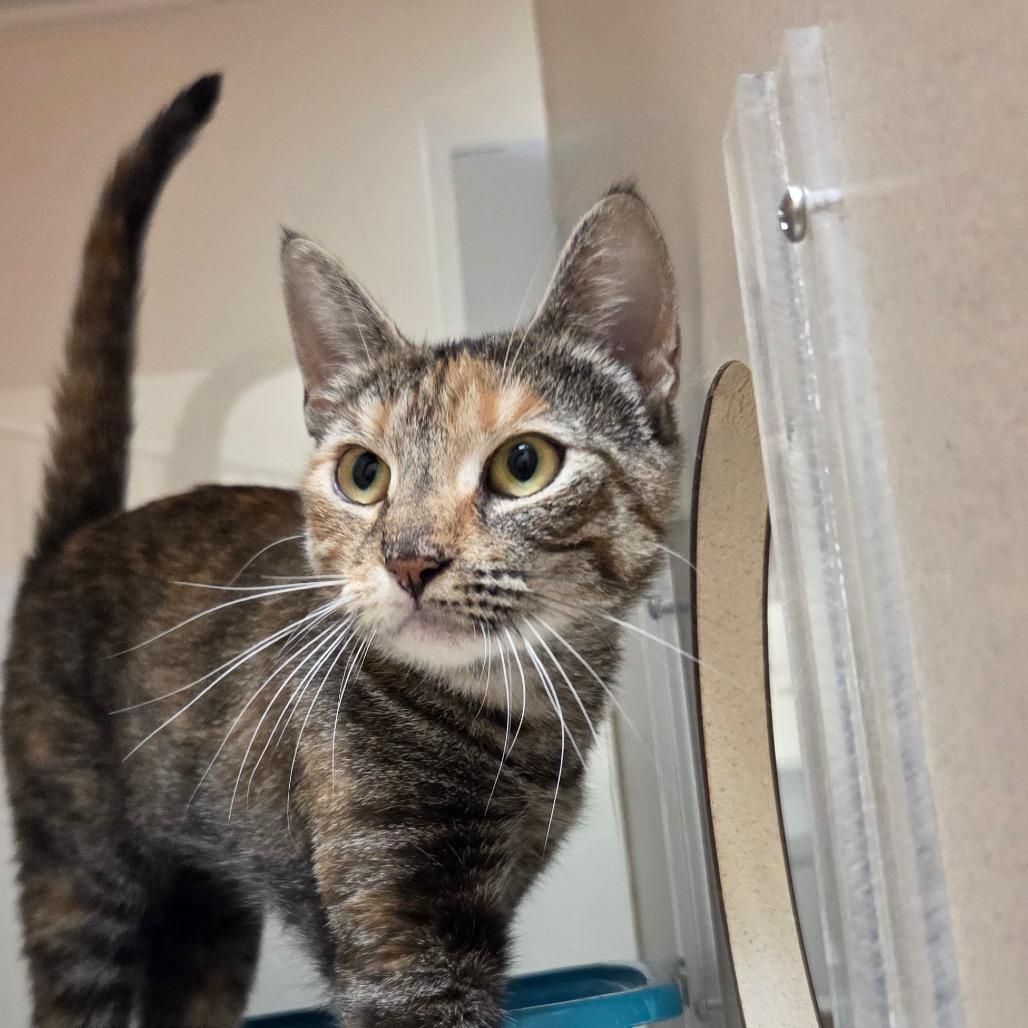 Enlarge Friday, a Adoptable Domestic Short Hair in Ballston Spa, NY image 4/6