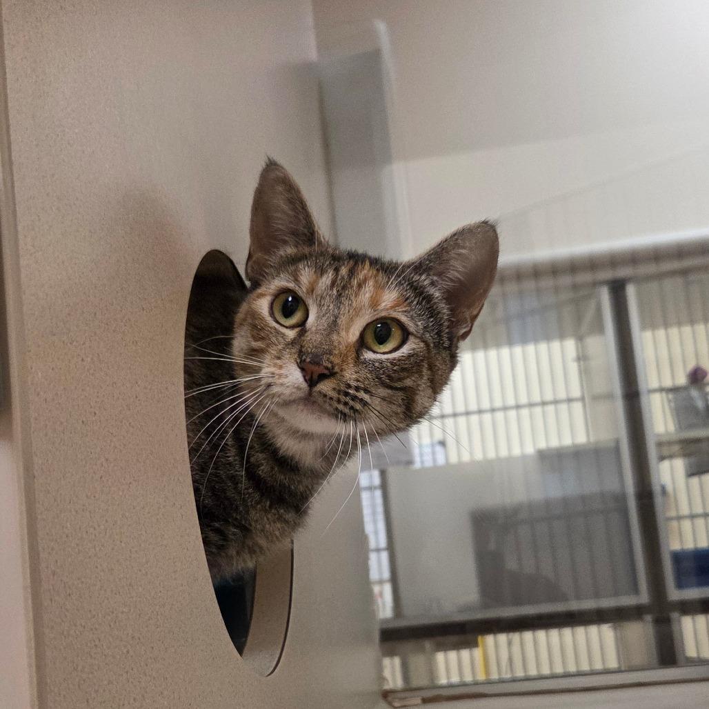 Enlarge Friday, a Adoptable Domestic Short Hair in Ballston Spa, NY image 5/6