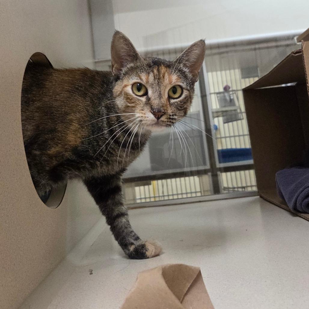 Enlarge Friday, a Adoptable Domestic Short Hair in Ballston Spa, NY image 6/6