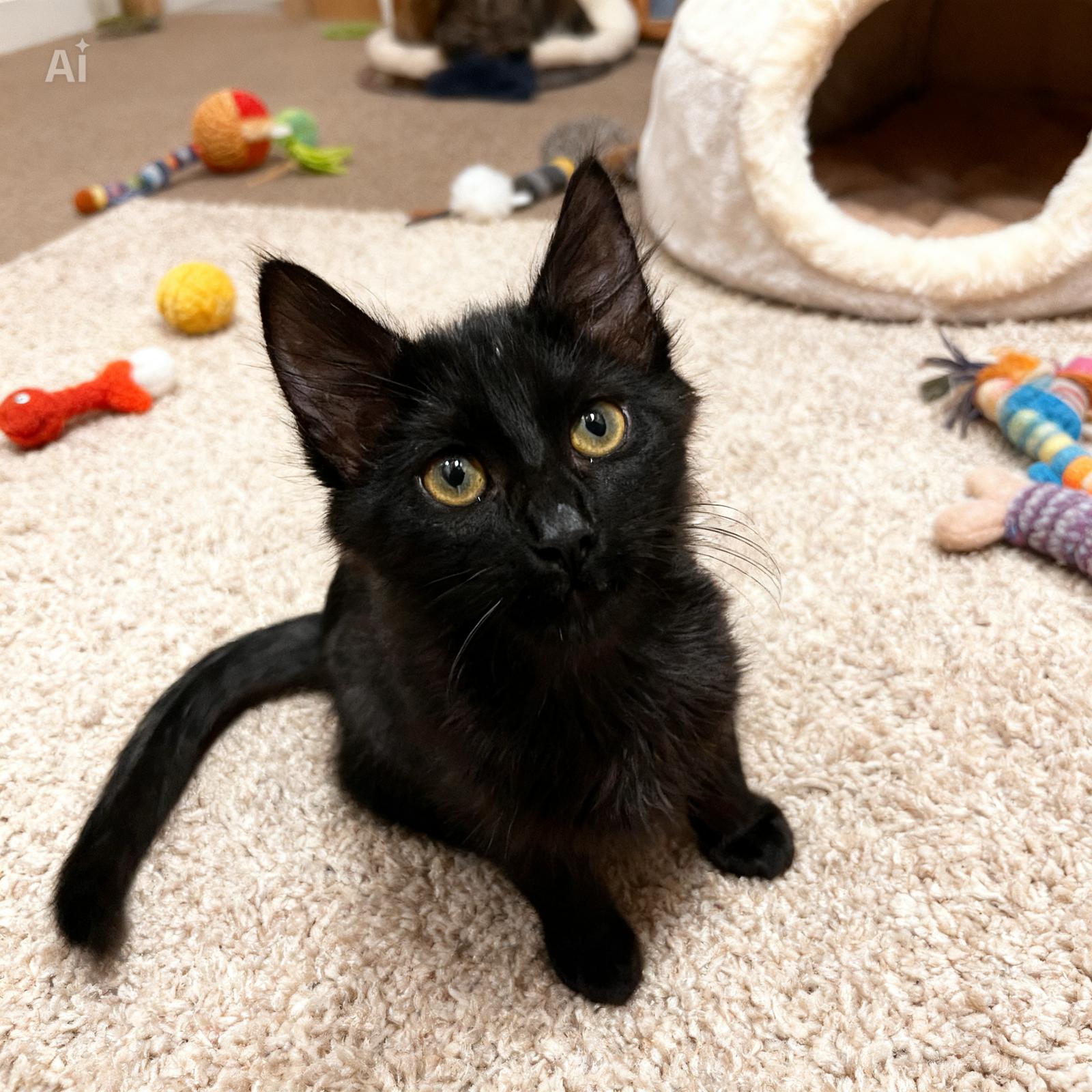 Andrew, Adoptable, Young Male Domestic Medium Hair.