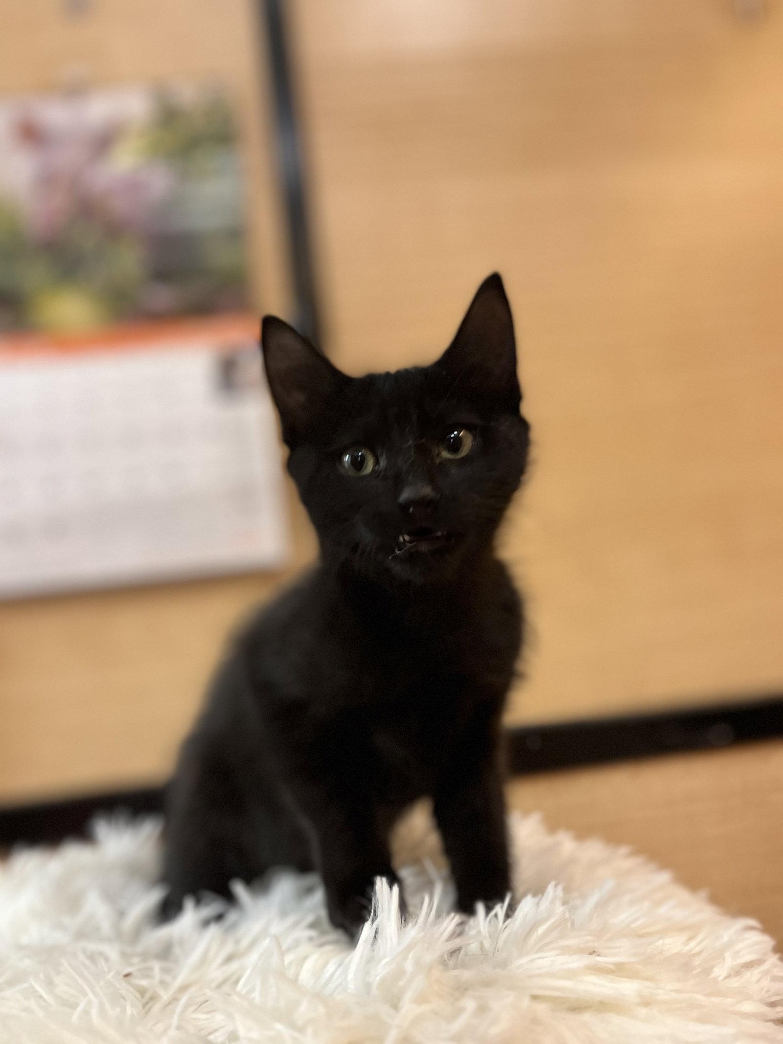 Enlarge Andrew, a Adoptable Domestic Medium Hair in Scottsdale, AZ image 2/3