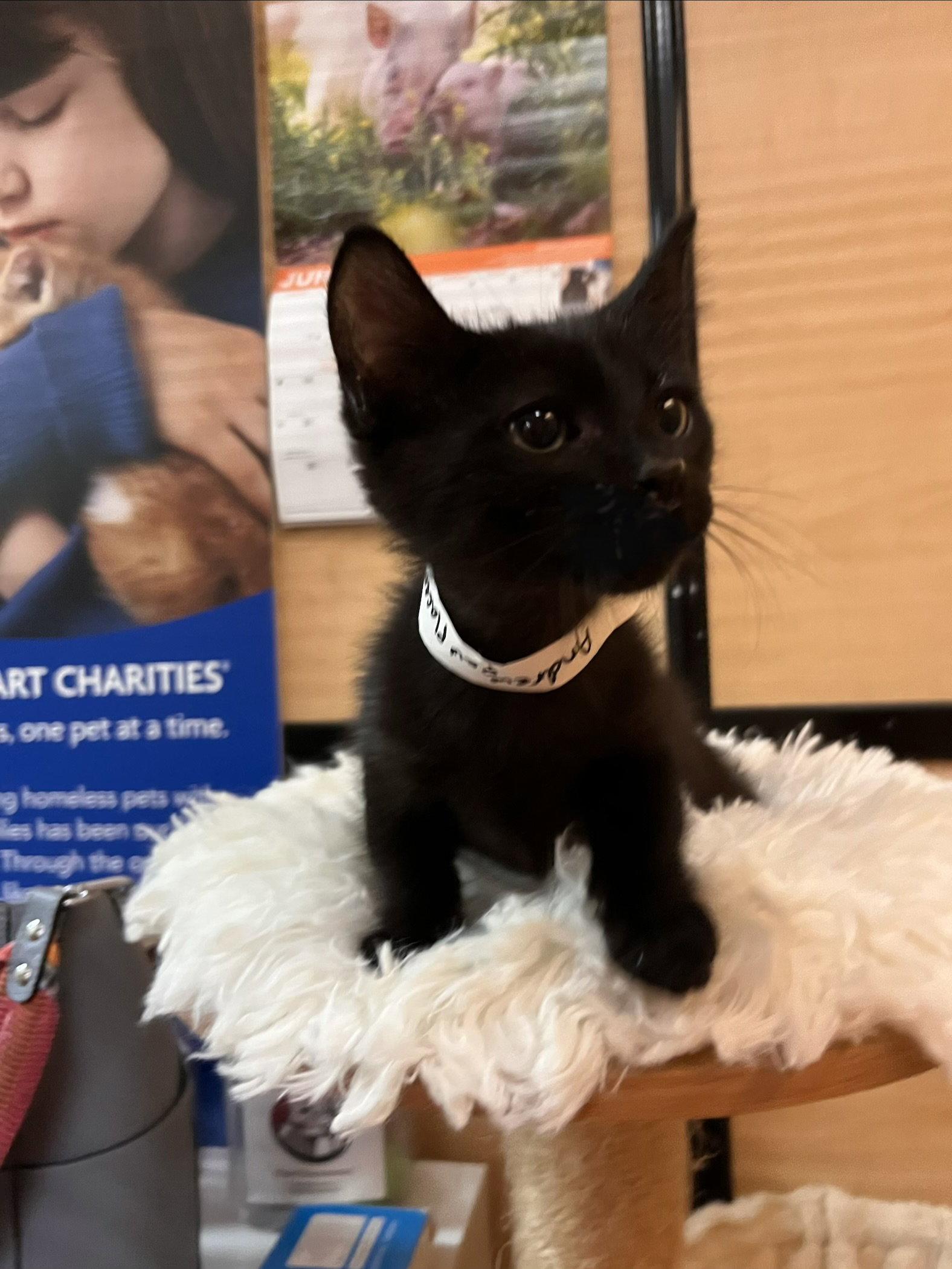 Enlarge Andrew, a Adoptable Domestic Medium Hair in Scottsdale, AZ image 3/3