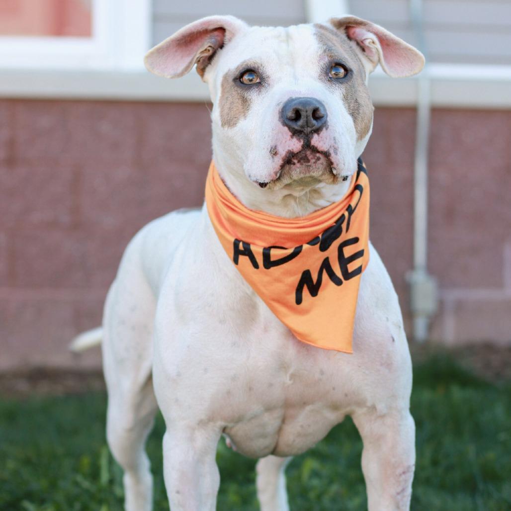 Goldfish, Adoptable, Adult Female Pit Bull Terrier & Mixed Breed.