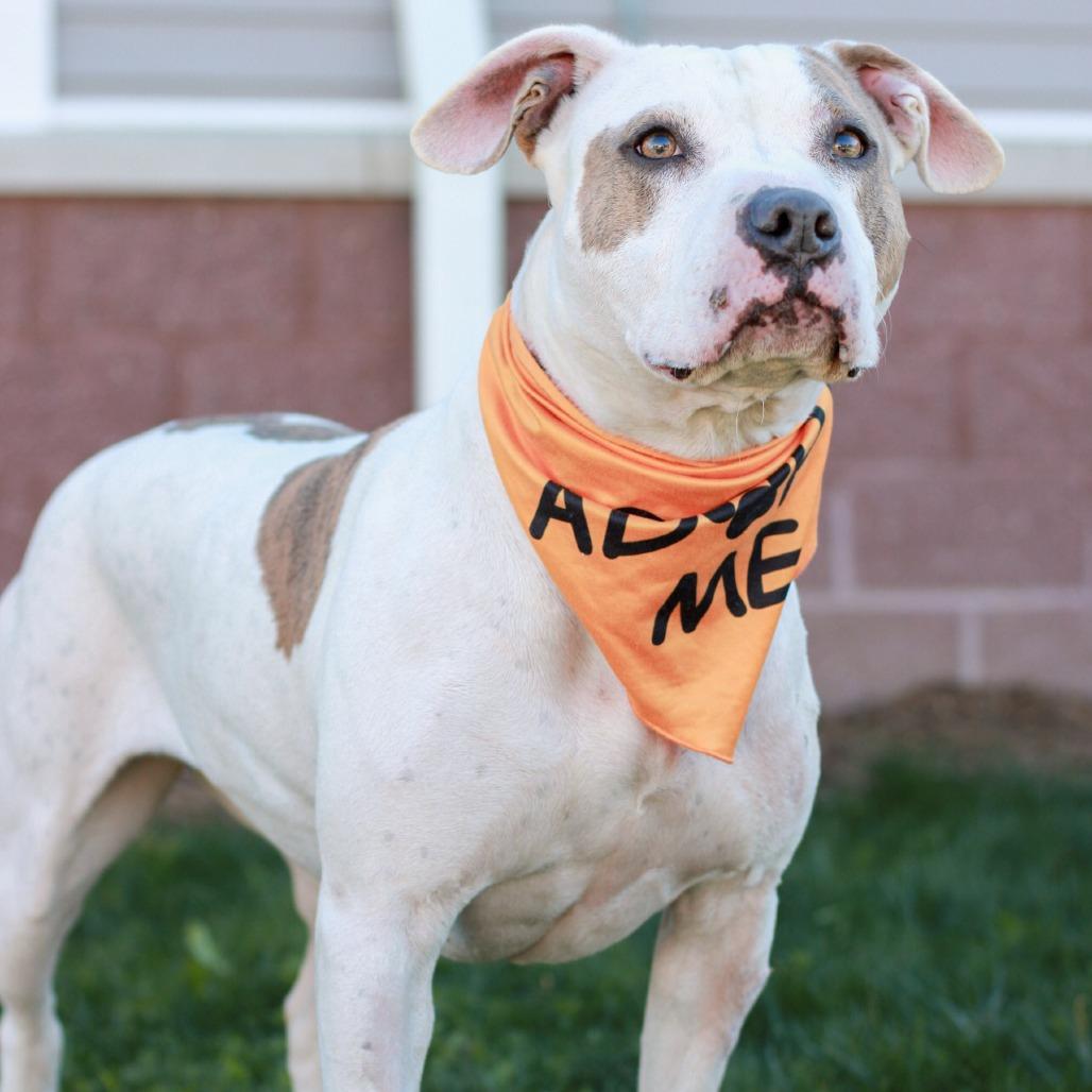 Enlarge Goldfish, a Adoptable mixed breed in East Smithfield , PA image 2/6
