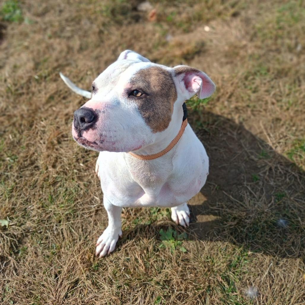 Enlarge Goldfish, a Adoptable mixed breed in East Smithfield , PA image 3/6