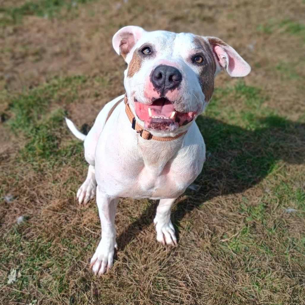 Enlarge Goldfish, a Adoptable mixed breed in East Smithfield , PA image 4/6