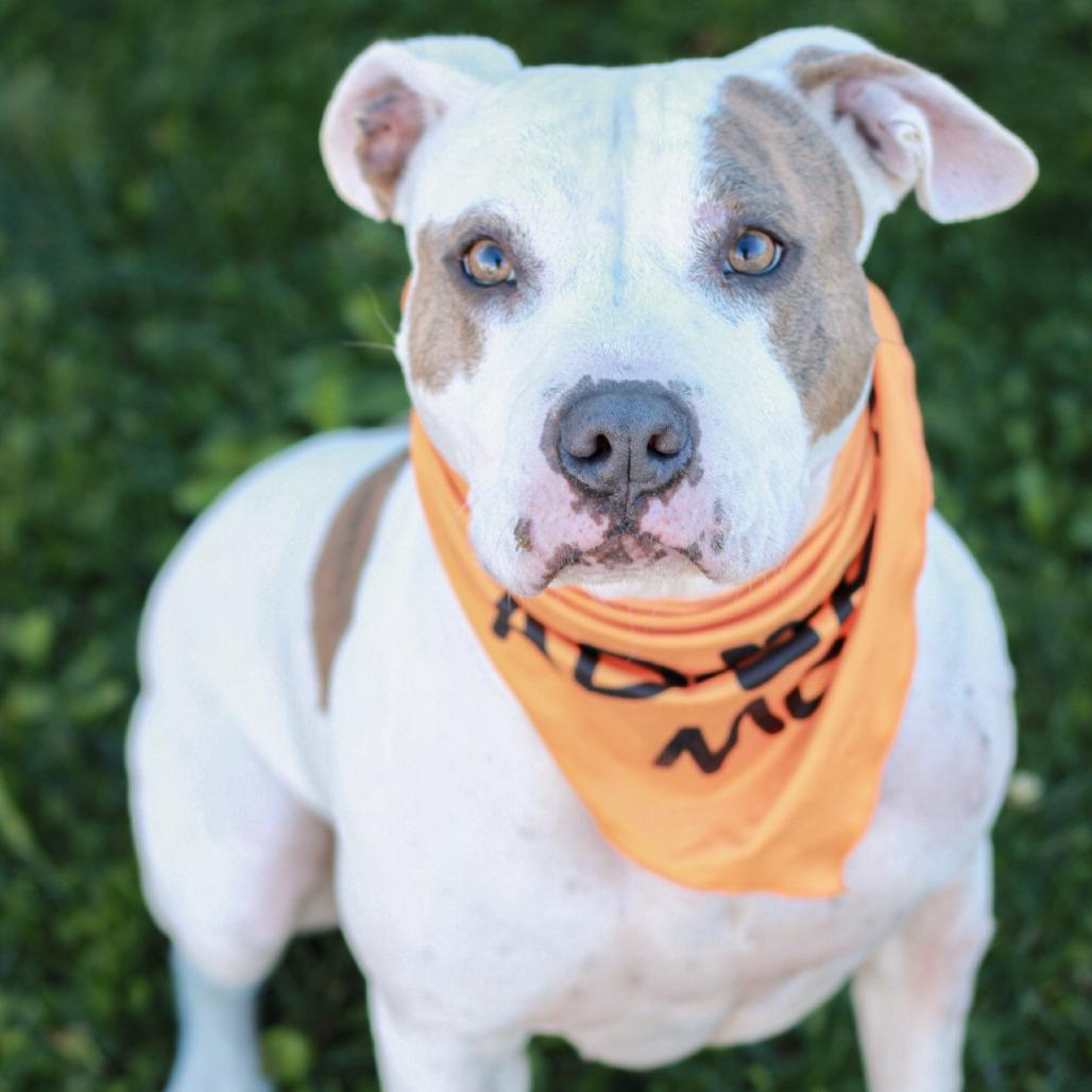 Enlarge Goldfish, a Adoptable mixed breed in East Smithfield , PA image 5/6