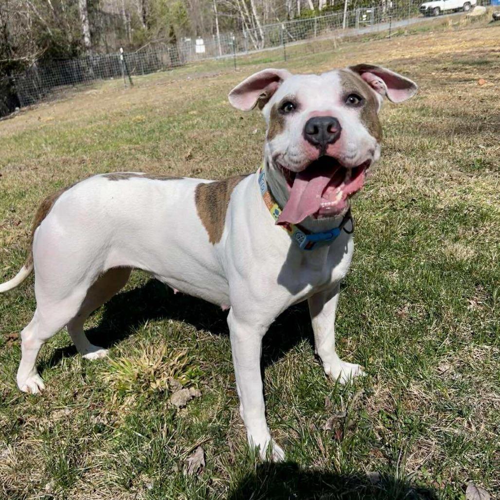 Enlarge Goldfish, a Adoptable mixed breed in East Smithfield , PA image 6/6