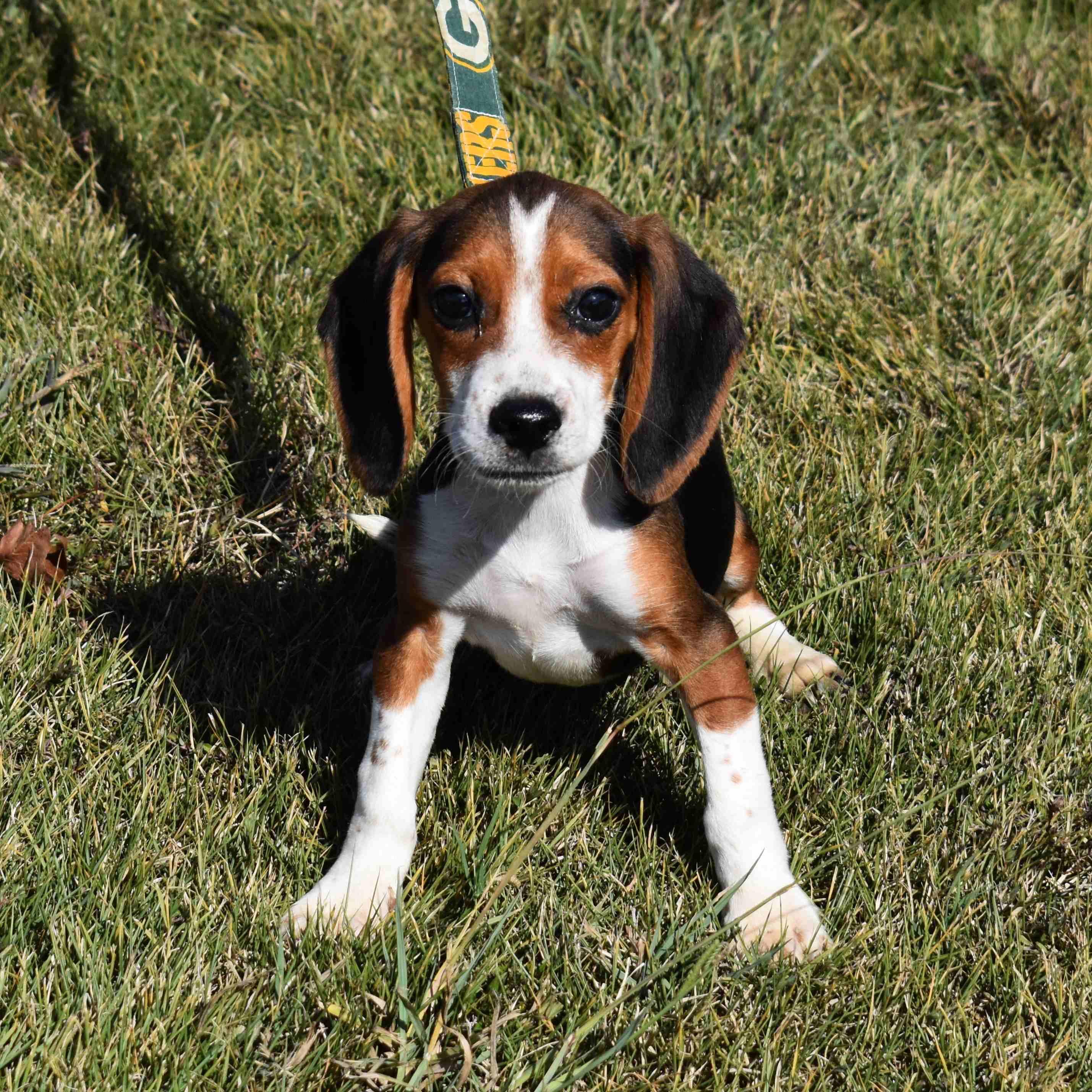 Enlarge Samuel, a Adopted mixed breed in Searcy, AR image 4/6