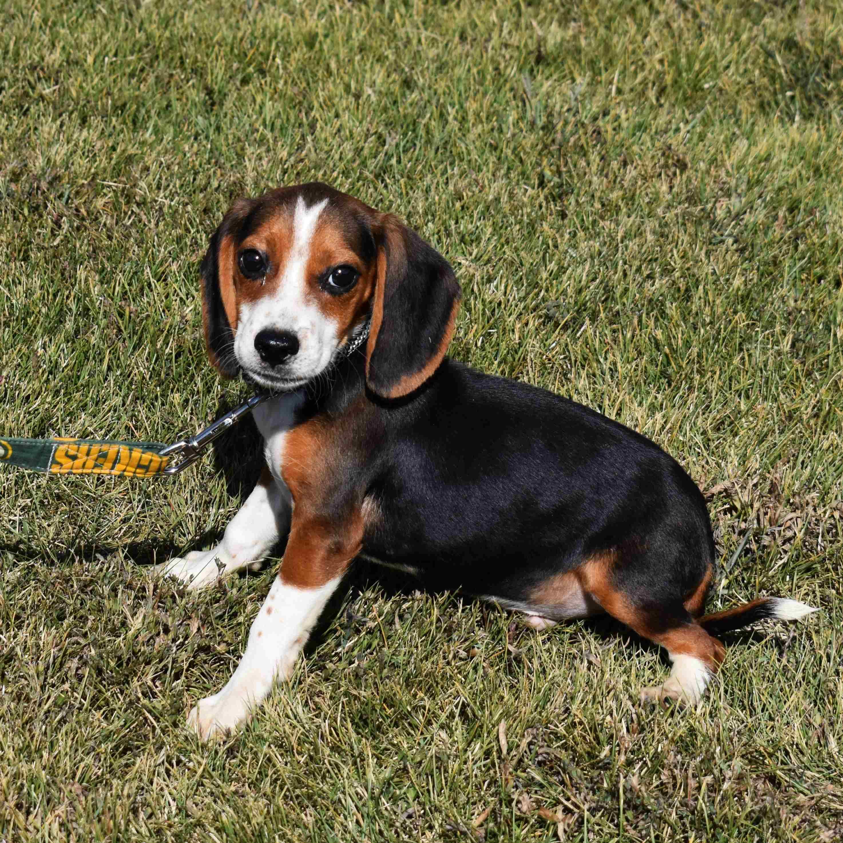 Samuel, Adopted, Puppy Male Beagle.