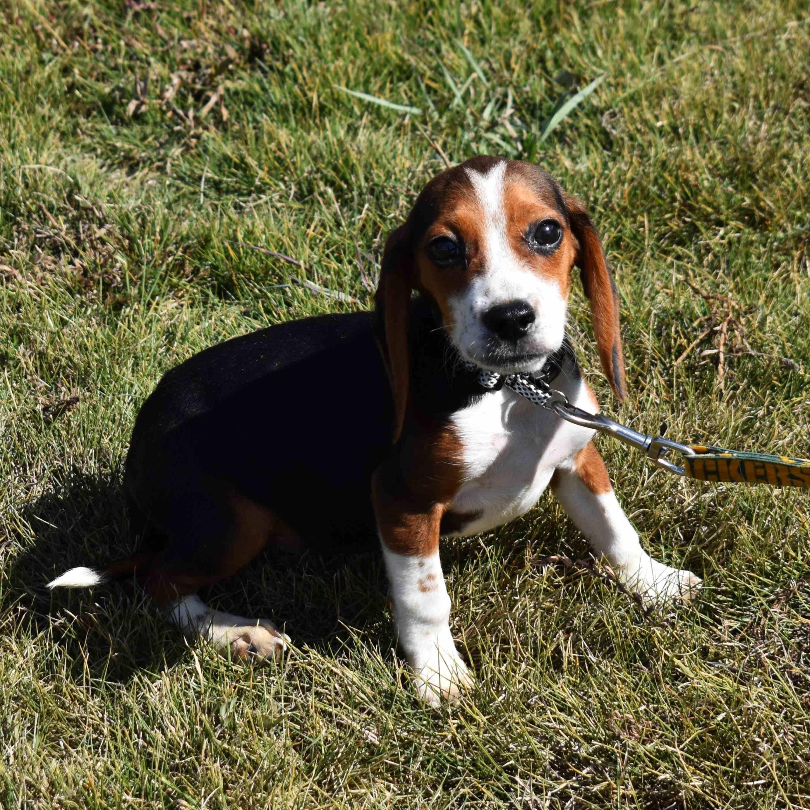 Enlarge Samuel, a Adopted mixed breed in Searcy, AR image 6/6