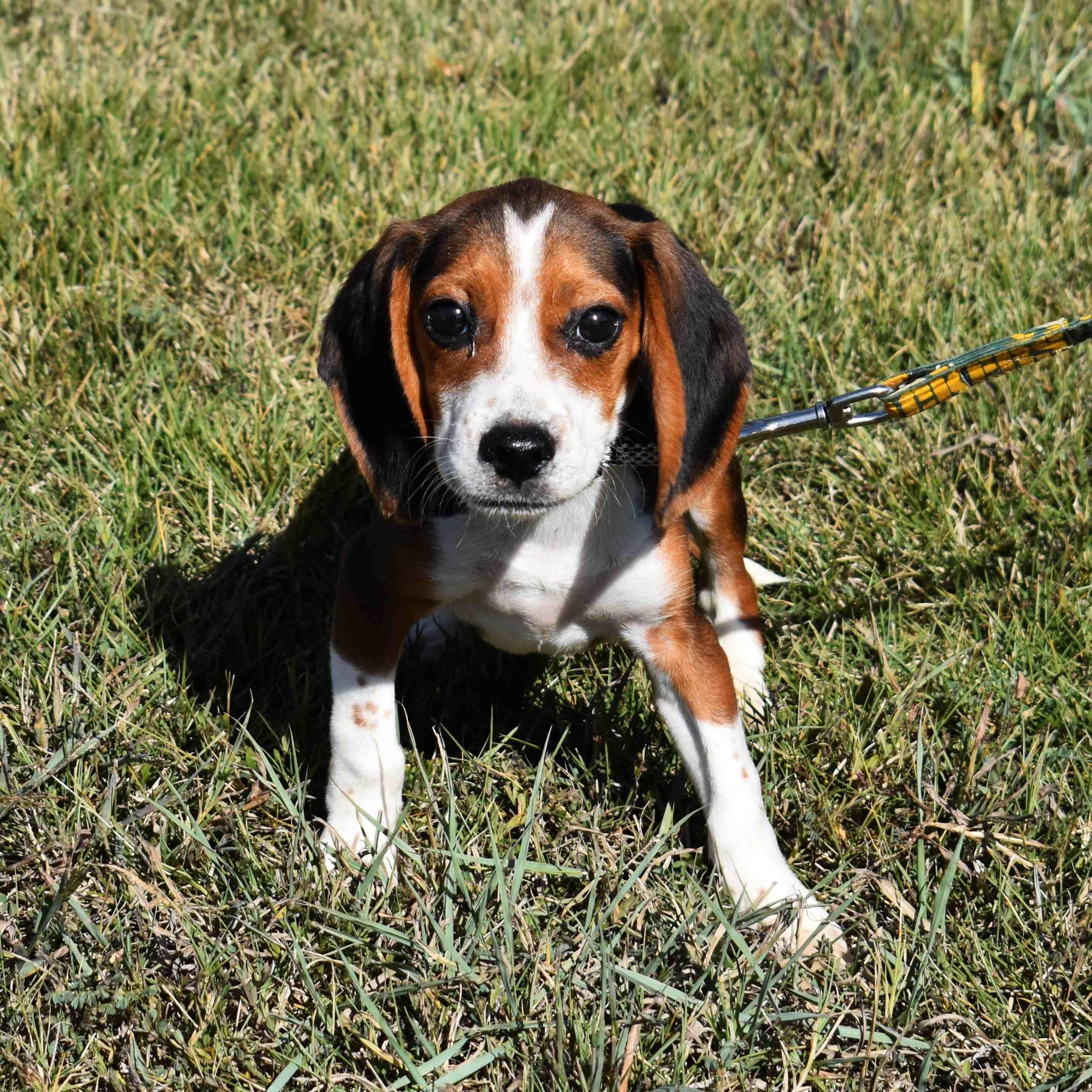 Enlarge Samuel, a Adopted mixed breed in Searcy, AR image 2/6