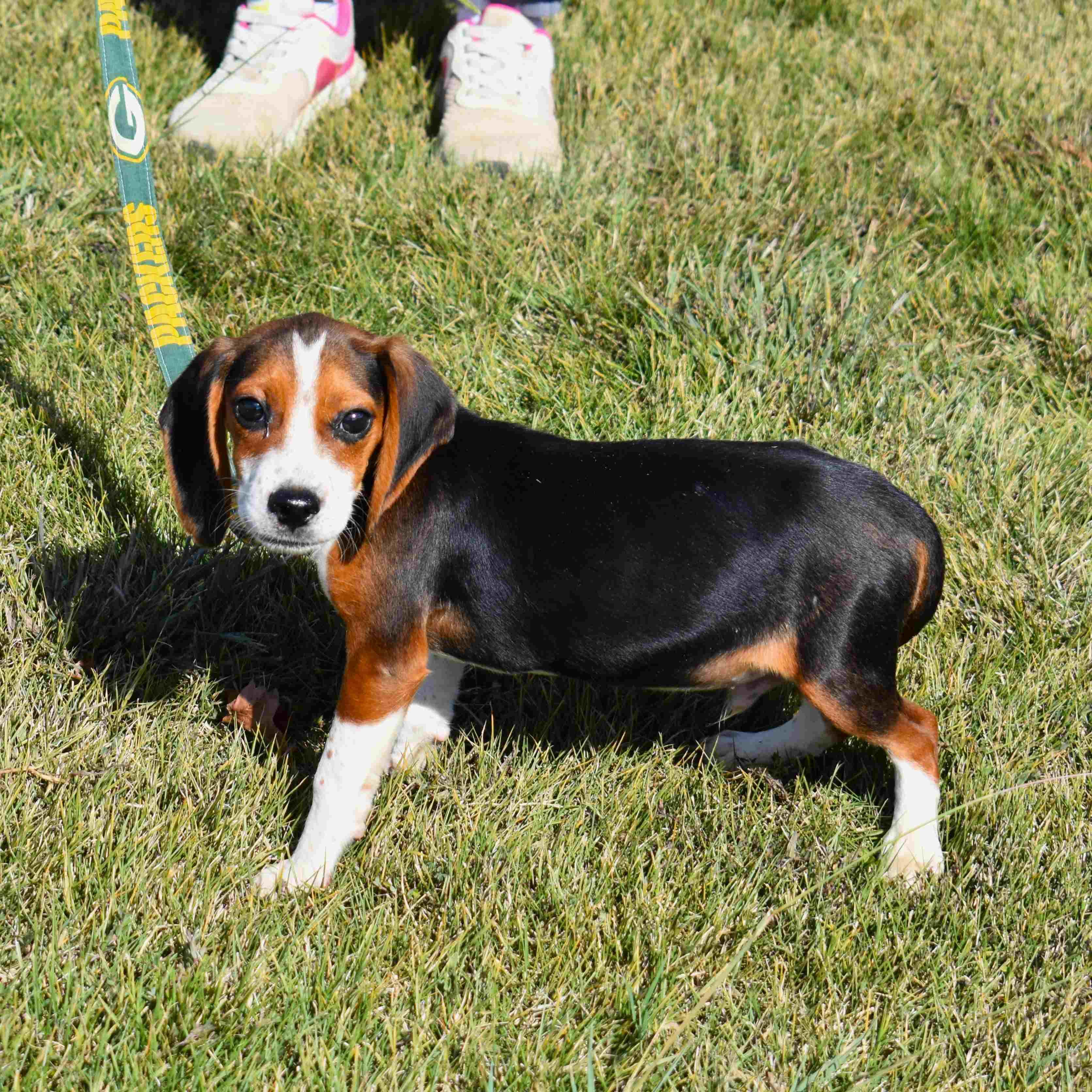Enlarge Samuel, a Adopted mixed breed in Searcy, AR image 5/6