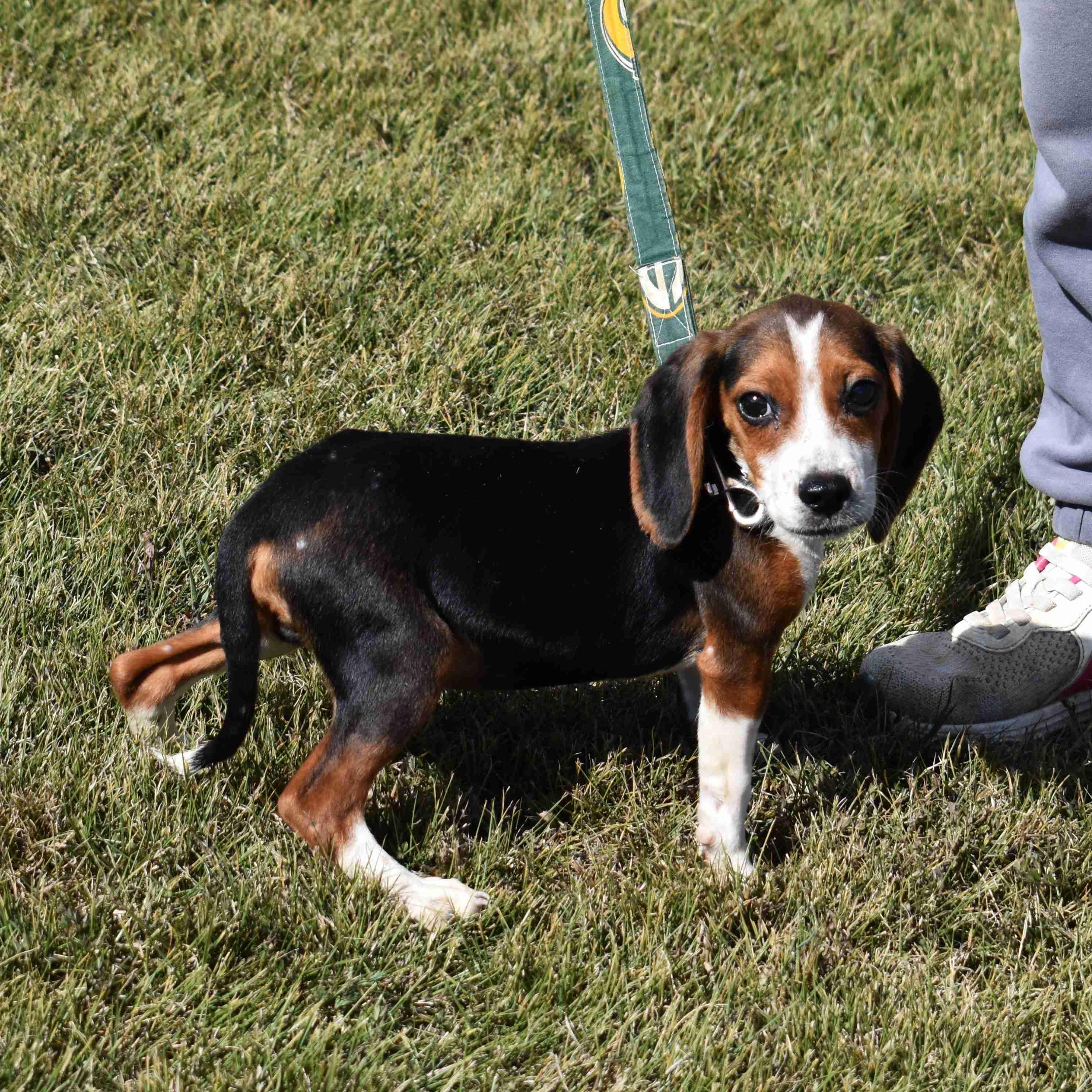 Enlarge Samuel, a Adopted mixed breed in Searcy, AR image 3/6