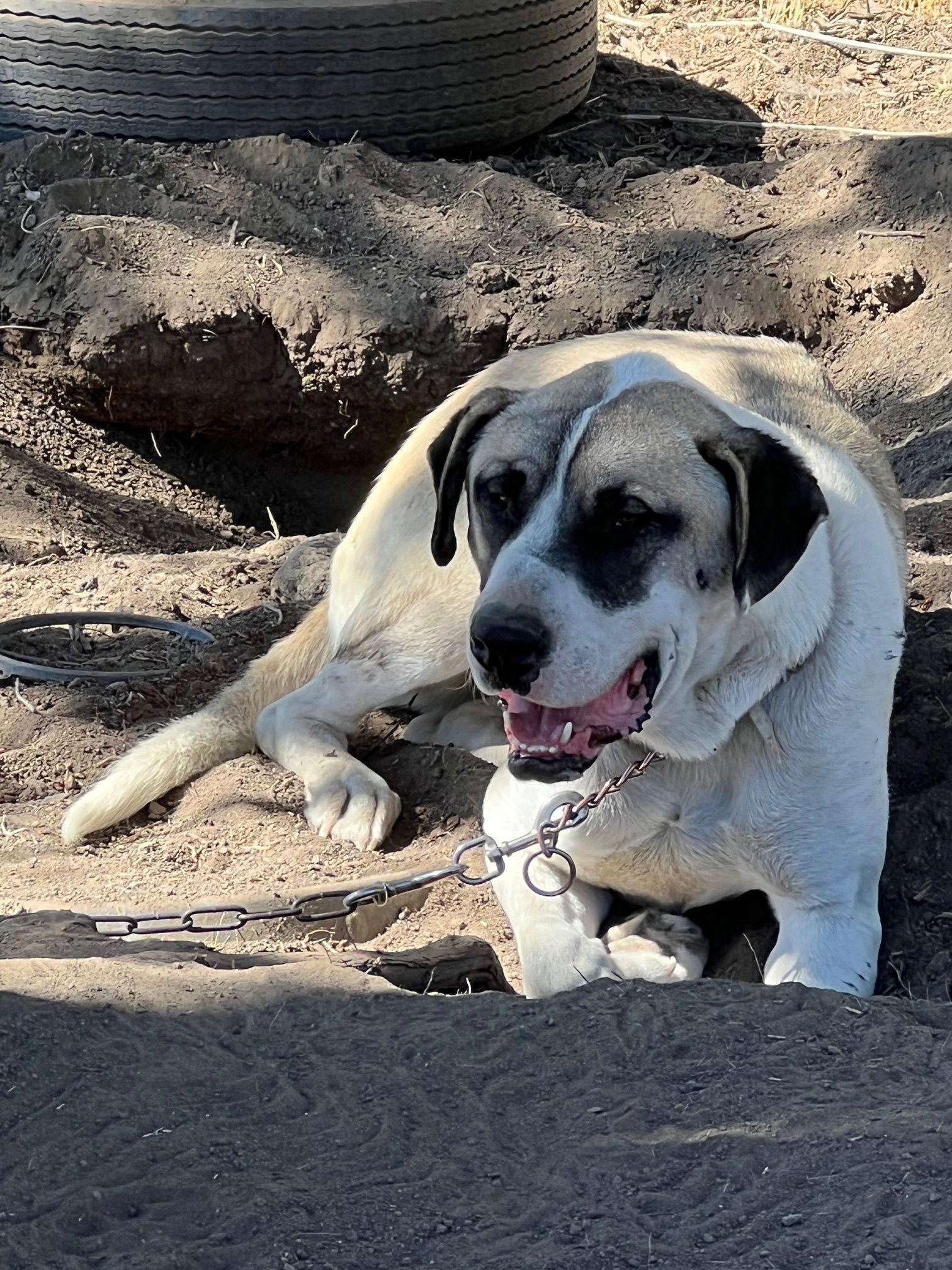 May, a Adoptable Mastiff in Alturas, CA image 1/3