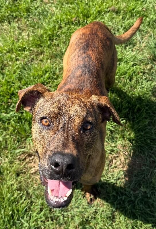 Rascal, Adoptable, Adult Male Plott Hound & Mountain Cur.
