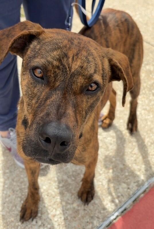 Rascal, Adoptable, Adult Male Plott Hound & Mountain Cur.