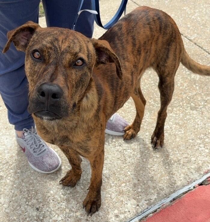 Rascal, a Adoptable mixed breed in Katy, TX image 3/6