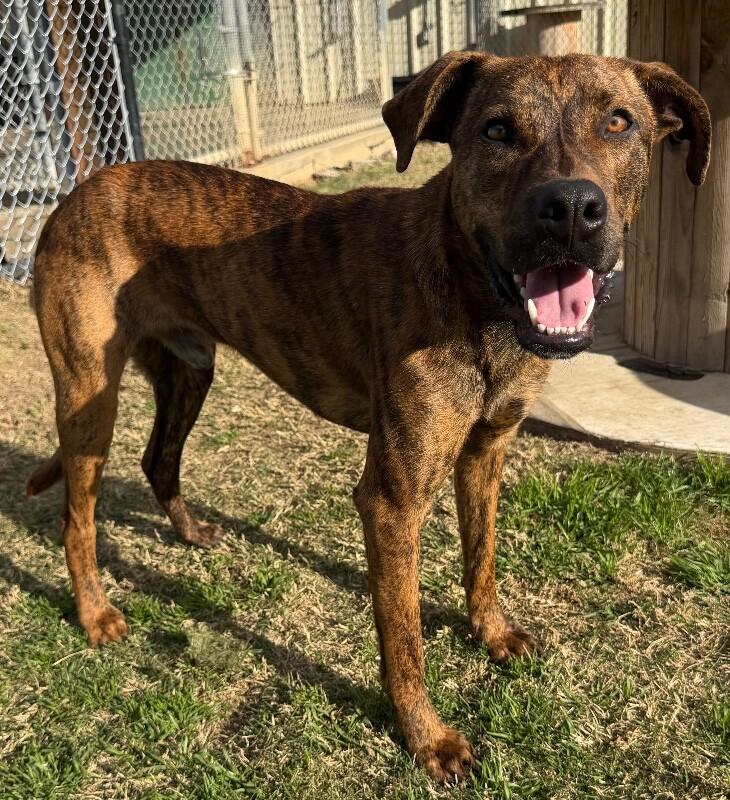 Rascal, a Adoptable mixed breed in Katy, TX image 4/6