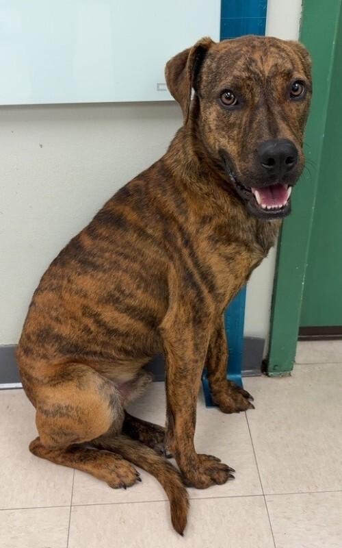 Rascal, a Adoptable mixed breed in Katy, TX image 5/6