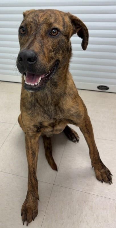 Rascal, a Adoptable mixed breed in Katy, TX image 6/6