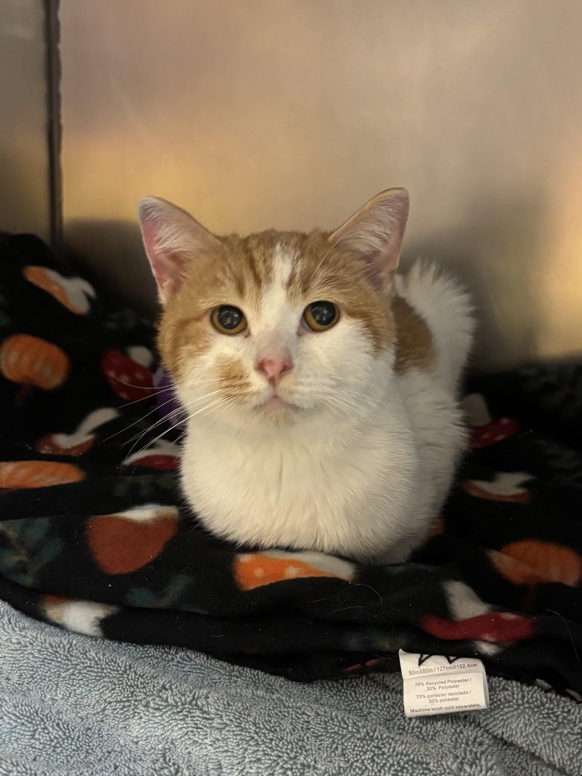 Enlarge Puffer Fish, an adoptable Domestic Short Hair in Altoona, PA image 1/1