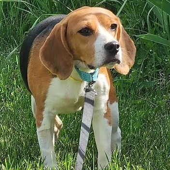Linda Flynn Fletcher, a ADOPTABLE Beagle in Racine, WI image 2/3