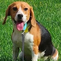 Linda Flynn Fletcher, a ADOPTABLE Beagle in Racine, WI image 1/3