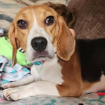 Linda Flynn Fletcher, a ADOPTABLE Beagle in Racine, WI image 3/3