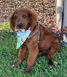 Enlarge CANELO, a ADOPTABLE mixed breed in Bell Gardens, CA image 2/5
