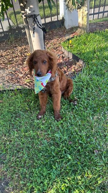 Enlarge CANELO, a ADOPTABLE mixed breed in Bell Gardens, CA image 5/5