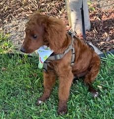 Enlarge CANELO, a ADOPTABLE mixed breed in Bell Gardens, CA image 3/5