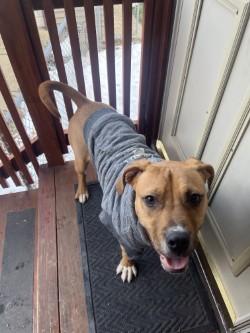 Enlarge Pepperoni, a Adoptable mixed breed in Chicago, IL image 1/3