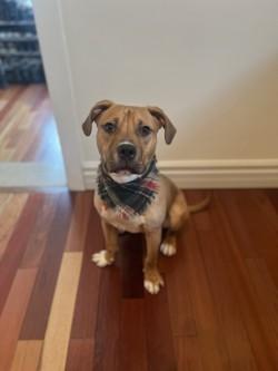 Enlarge Pepperoni, a Adoptable mixed breed in Chicago, IL image 2/3