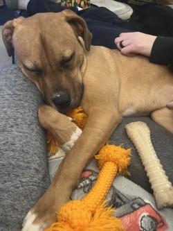 Enlarge Pepperoni, a Adoptable mixed breed in Chicago, IL image 3/3