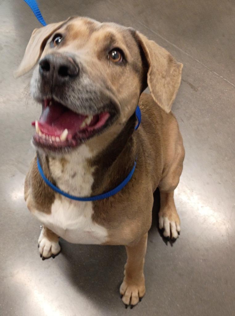 Enlarge Abby, a Adoptable Mixed Breed in Clarksville, TN image 1/2