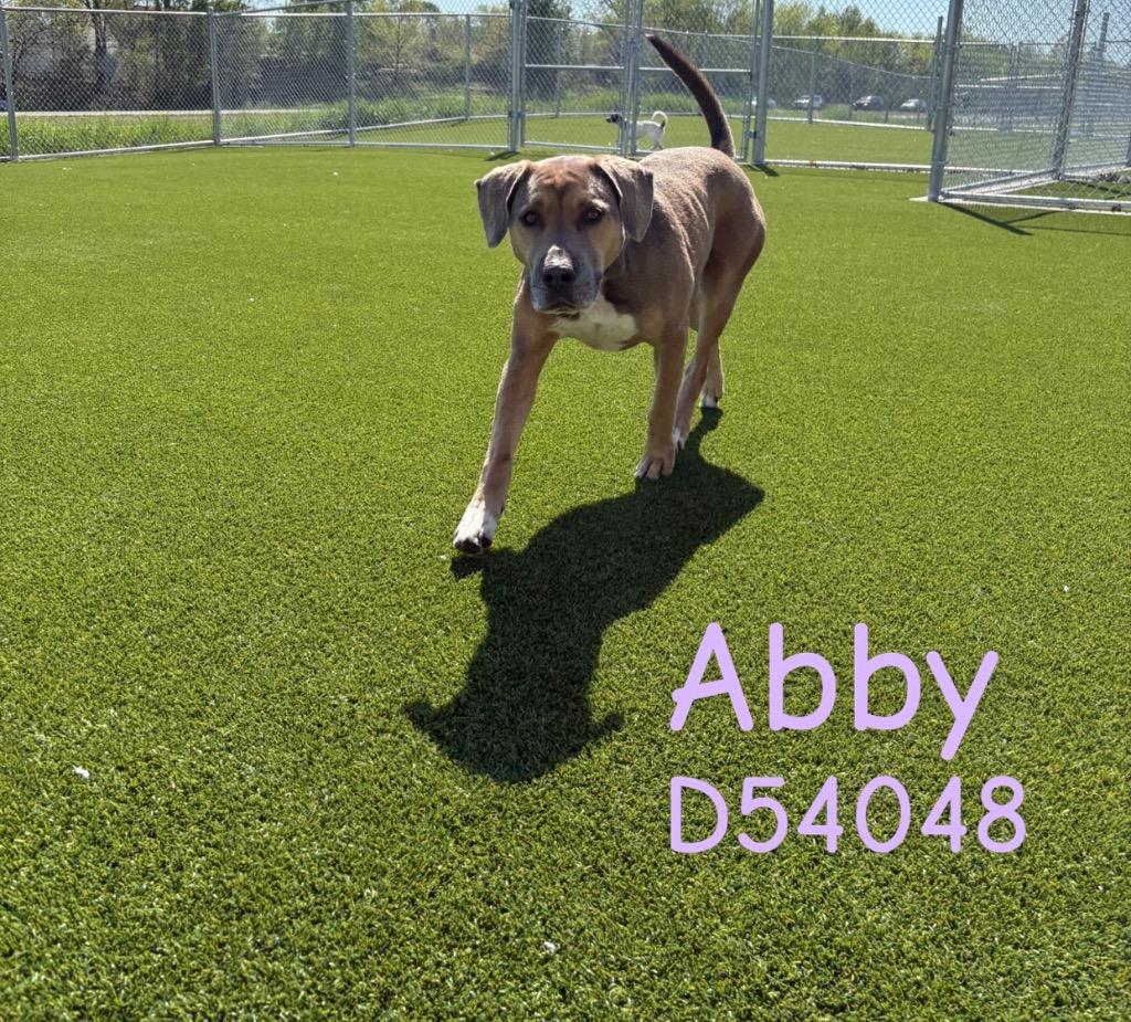 Enlarge Abby, a Adoptable Mixed Breed in Clarksville, TN image 2/2