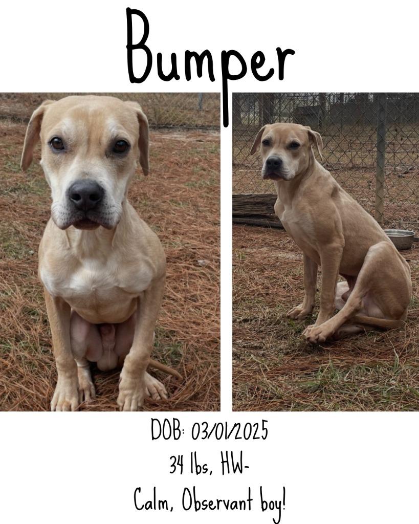 Bumper, Adoptable, Young Male Mixed Breed.